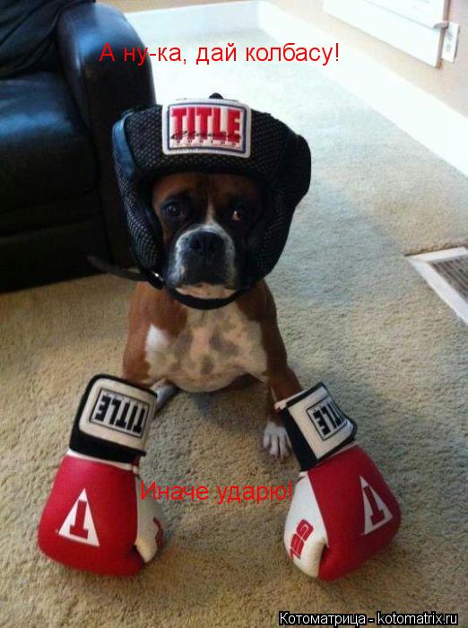 Котоматрица: А ну-ка, дай колбасу! Иначе ударю!