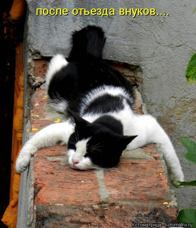 Котоматрица: после отьезда внуков....