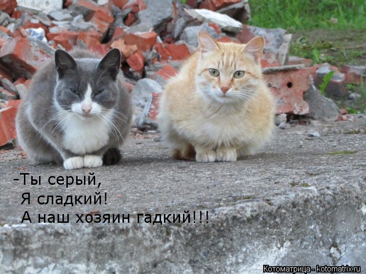 Котоматрица: -Ты серый, Я сладкий! А наш хозяин гадкий!!!