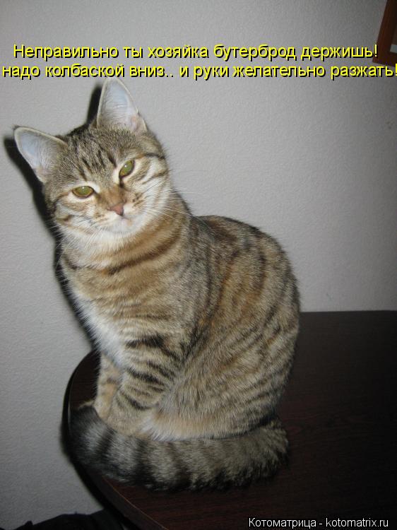 Котоматрица: Неправильно ты хозяйка бутерброд держишь!  надо колбаской вниз.. и руки желательно разжать!