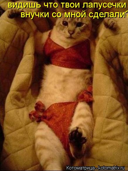 Котоматрица: видишь что твои лапусечки сомной сделали?   внучки со мной сделали?
