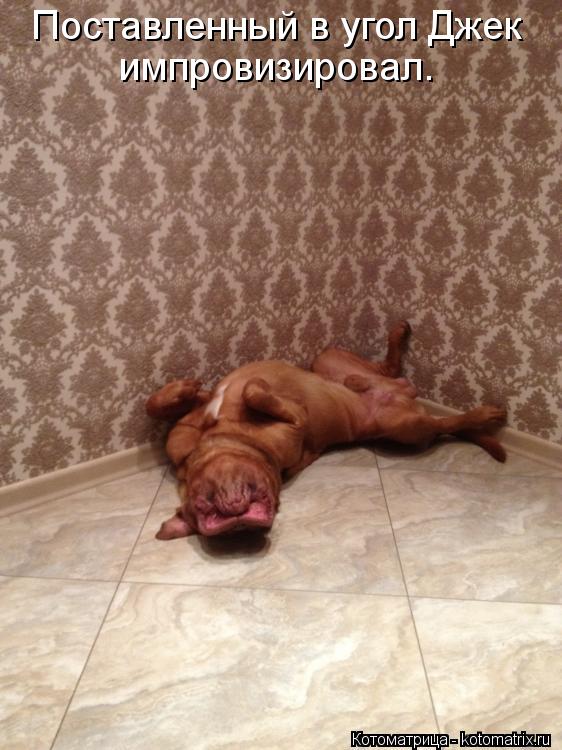 Поставленный в угол Джек импровизировал.... Котоматрица: Поставленный в угол Джек импровизировал.
