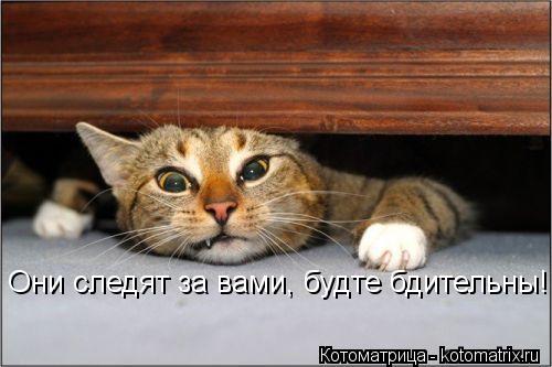 Котоматрица: Они следят за вами, будте бдительны!