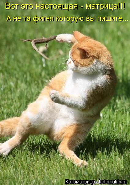 Вот это настоящая - матрица!!! А не та фигня которую вы пишите...... Котоматрица: Вот это настоящая - матрица!!! А не та фигня которую вы пишите...