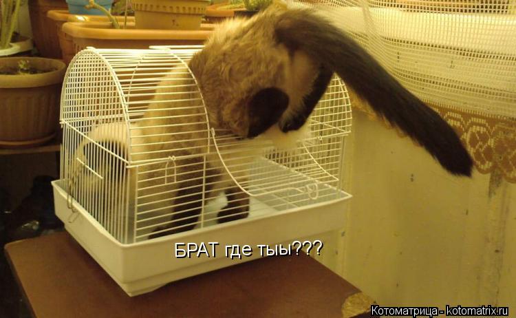 Котоматрица: БРАТ где тыы???