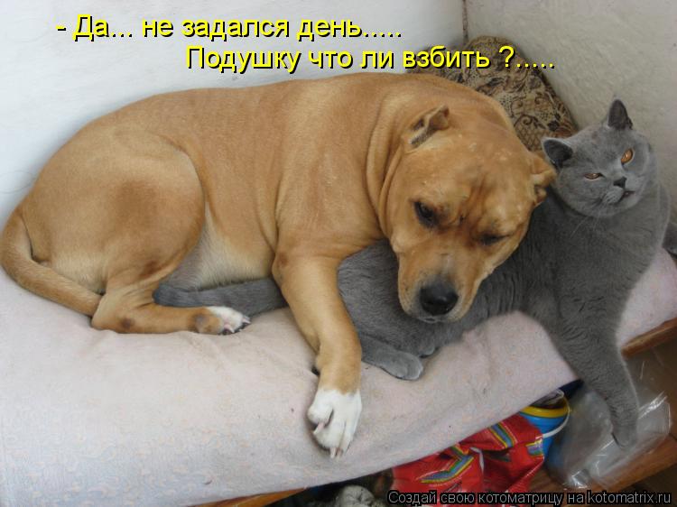 - Да... не задался день..... Подушку что ли взбить ?........ Котоматрица: - Да... не задался день..... Подушку что ли взбить ?.....