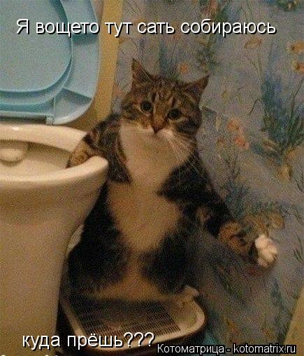 Я вощето тут сать собираюсь куда прёшь???... Котоматрица: Я вощето тут сать собираюсь куда прёшь???