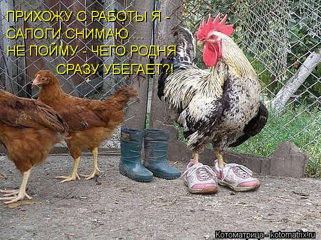 Котоматрица: ПРИХОЖУ С РАБОТЫ Я -  САПОГИ СНИМАЮ.... НЕ ПОЙМУ - ЧЕГО РОДНЯ  СРАЗУ УБЕГАЕТ?!