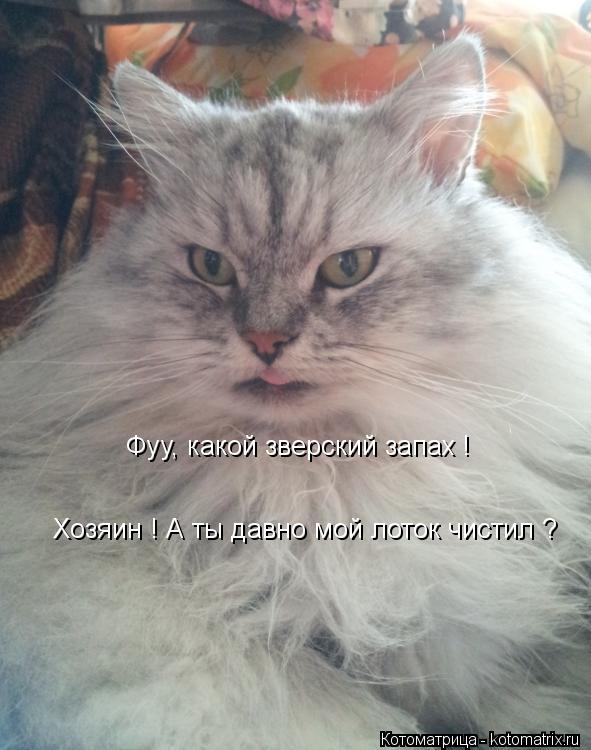 Котоматрица: Хозяин ! А ты давно мой лоток чистил ? Фуу, какой зверский запах !