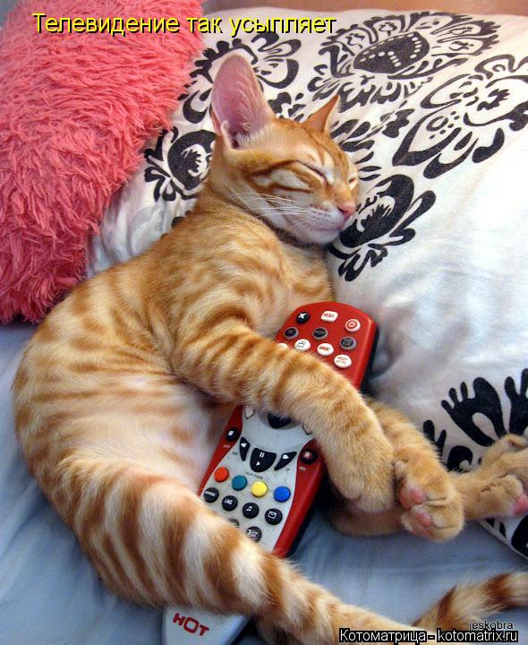 Телевидение так усыпляет... Котоматрица: Телевидение так усыпляет