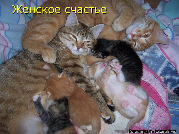 Котоматрица: Женское счастье Женское счастье