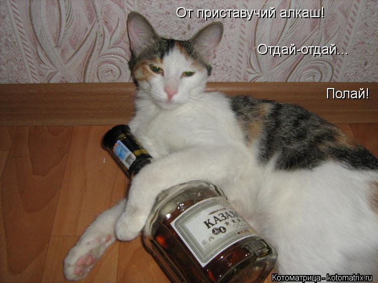 Полай! От приставучий алкаш! Отдай-отдай...... Котоматрица: Полай! От приставучий алкаш! Отдай-отдай...