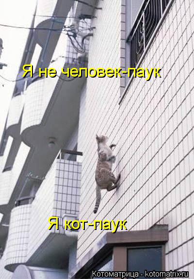 Котоматрица: Я не человек-паук Я кот-паук