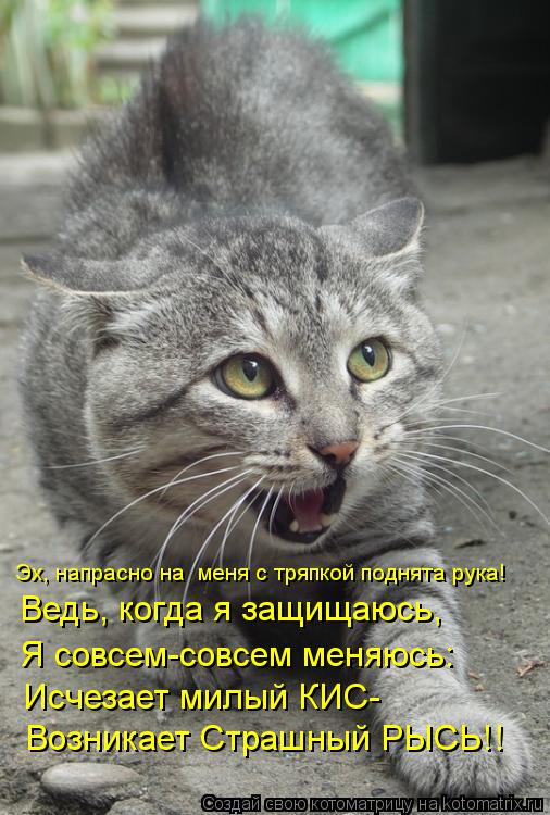 Котоматрица: Эх, напрасно на  меня с тряпкой поднята рука! Ведь, когда я защищаюсь, Я совсем-совсем меняюсь: Исчезает милый КИС-  Возникает Страшный РЫСЬ!!