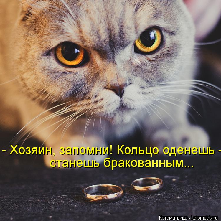 Котоматрица: - Хозяин, запомни! Кольцо оденешь - станешь бракованным...