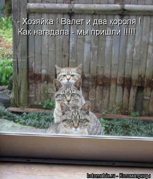 - Хозяйка ! Валет и два короля ! Как нагадала - мы пришли !!!!!... Котоматрица: - Хозяйка ! Валет и два короля ! Как нагадала - мы пришли !!!!!