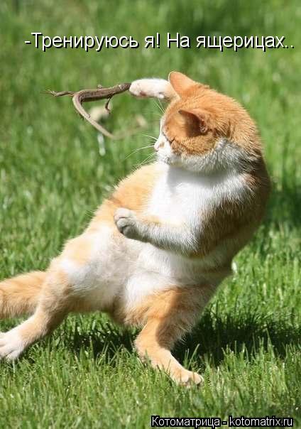 Котоматрица: -Тренируюсь я! На ящерицах..