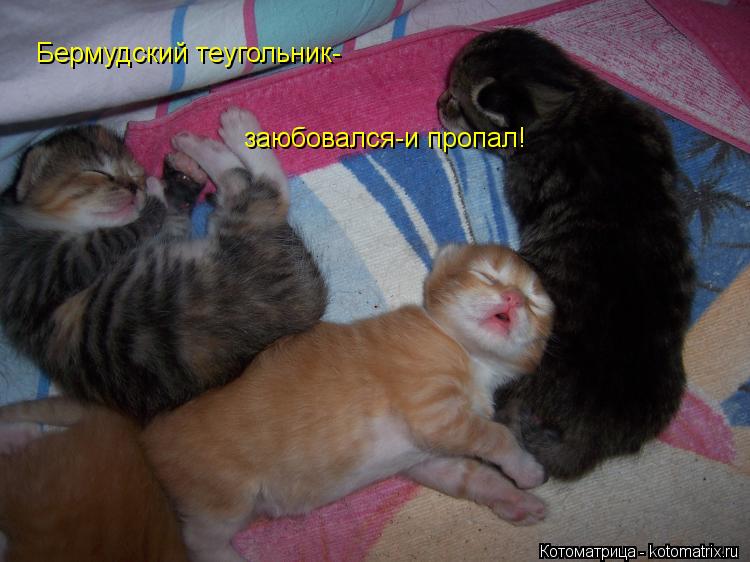 Бермудский теугольник- заюбовался-и пропал!... Котоматрица: Бермудский теугольник- заюбовался-и пропал!