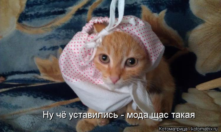 Ну чё уставились - мода щас такая... Котоматрица: Ну чё уставились - мода щас такая