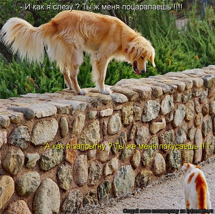 - И как я слезу ? Ты ж меня поцарапаешь !!!! - А как я запрыгну ? Ты же меня покусаешь !!!!... Котоматрица: - И как я слезу ? Ты ж меня поцарапаешь !!!! - А как я запрыгну ? Ты же меня покусаешь !!!!