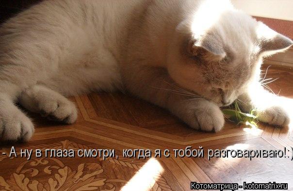 Котоматрица: - А ну в глаза смотри, когда я с тобой разговариваю!:)