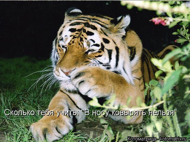 Сколько тебя учить: "В носу ковырять нельзя"... Котоматрица: Сколько тебя учить: "В носу ковырять нельзя"