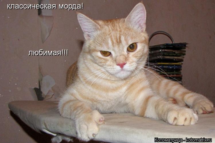 классическая морда! любимая!!!... Котоматрица: классическая морда! любимая!!!