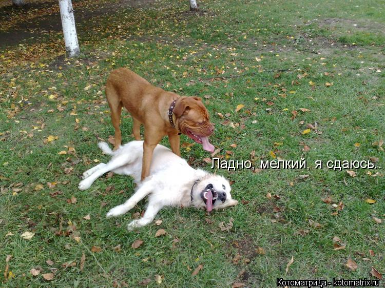 Котоматрица: Ладно, мелкий, я сдаюсь..
