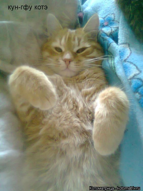 Котоматрица: кун-гфу котэ