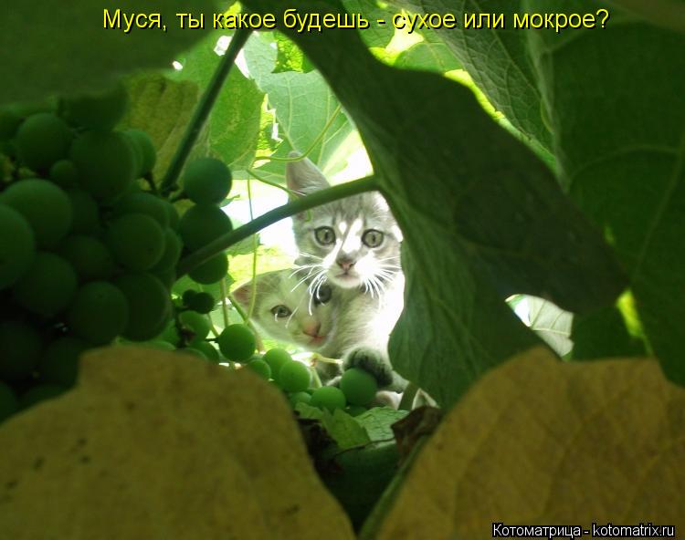 Котоматрица: Муся, ты какое будешь - сухое или мокрое?