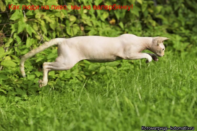 Котоматрица: Как люди на пиво, мы на валербянку!