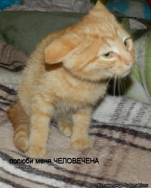 Котоматрица: полюби меня ЧЕЛОВЕЧЕНА полюби меня ЧЕЛОВЕЧЕНА полюби меня ЧЕЛОВЕЧЕНА