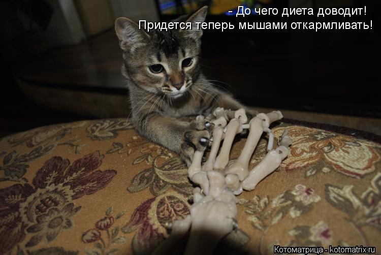 - До чего диета доводит! Придется теперь мышами откармливать!... Котоматрица: - До чего диета доводит! Придется теперь мышами откармливать!