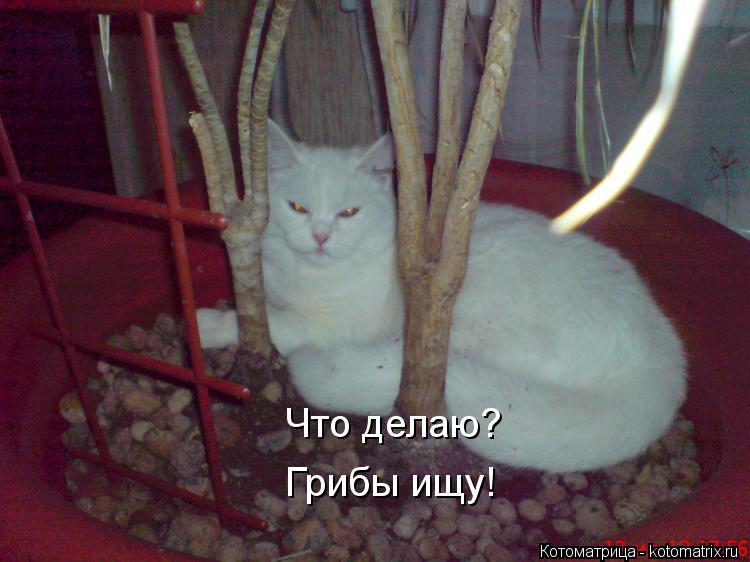 Котоматрица: Что делаю? Грибы ищу!