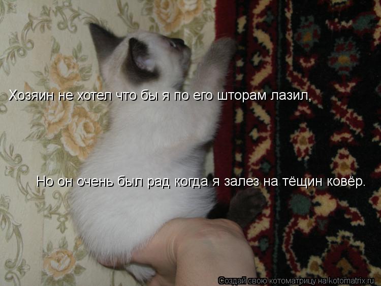 Котоматрица: Хозяин не хотел что бы я по его шторам лазил, Но он очень был рад когда я залез на тёщин ковёр.