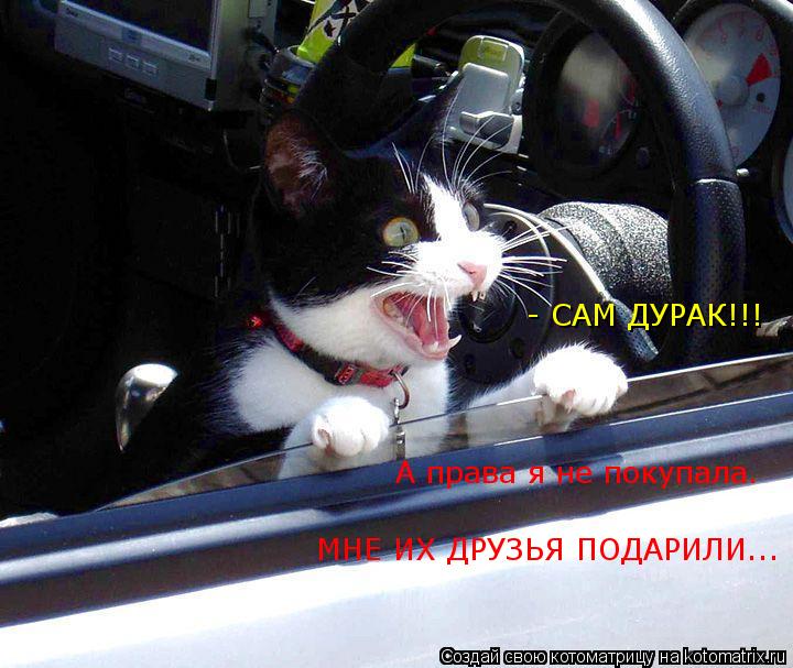 - САМ ДУРАК!!! МНЕ ИХ ДРУЗЬЯ ПОДАРИЛИ... А права я не покупала.... Котоматрица: - САМ ДУРАК!!! МНЕ ИХ ДРУЗЬЯ ПОДАРИЛИ... А права я не покупала.