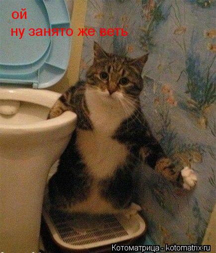 Котоматрица: ой ну занято же веть