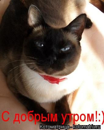 Котоматрица: С добрым утром!:)