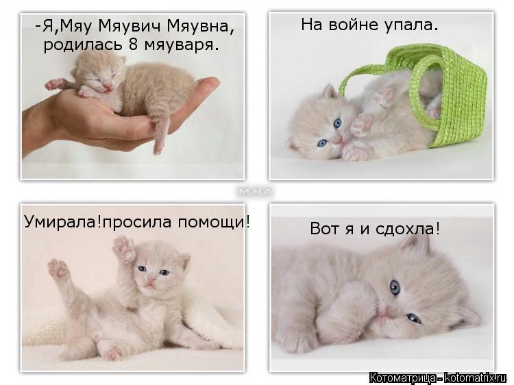 Котоматрица: -Я,Мяу Мяувич Мяувна, родилась 8 мяуваря. На войне упала. Умирала!просила помощи! Вот я и сдохла!