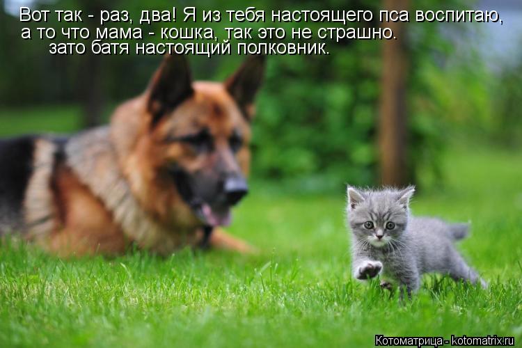 Котоматрица: Вот так - раз, два! Я из тебя настоящего пса воспитаю, а то что мама - кошка, так это не страшно. зато батя настоящий полковник.