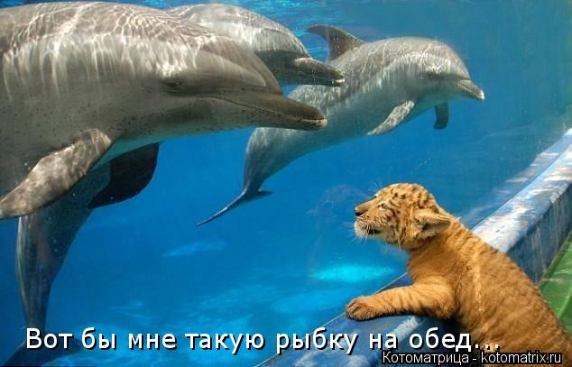 Котоматрица: Вот бы мне такую рыбку на обед...