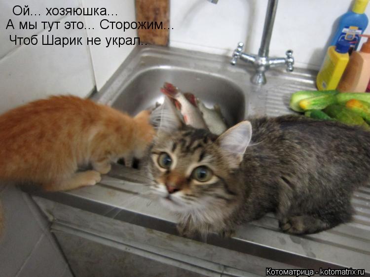 Котоматрица: Ой... хозяюшка... А мы тут это... Сторожим... Чтоб Шарик не украл..