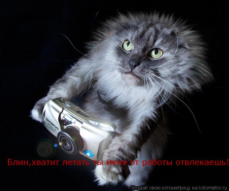 Блин,хватит летать ты меня от работы отвлекаешь!... Котоматрица: Блин,хватит летать ты меня от работы отвлекаешь!