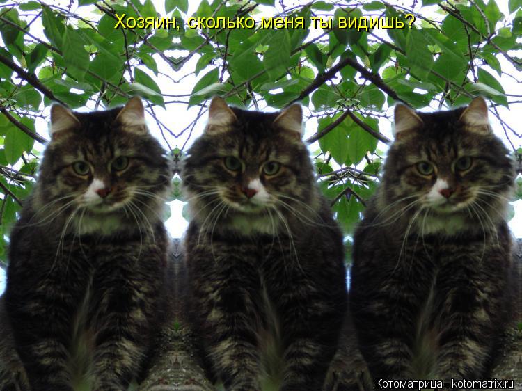 Котоматрица: Хозяин, сколько меня ты видишь?