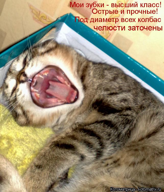 Котоматрица: Мои зубки - высший класс!  Острые и прочные!  Под диаметр всех колбас   челюсти заточены