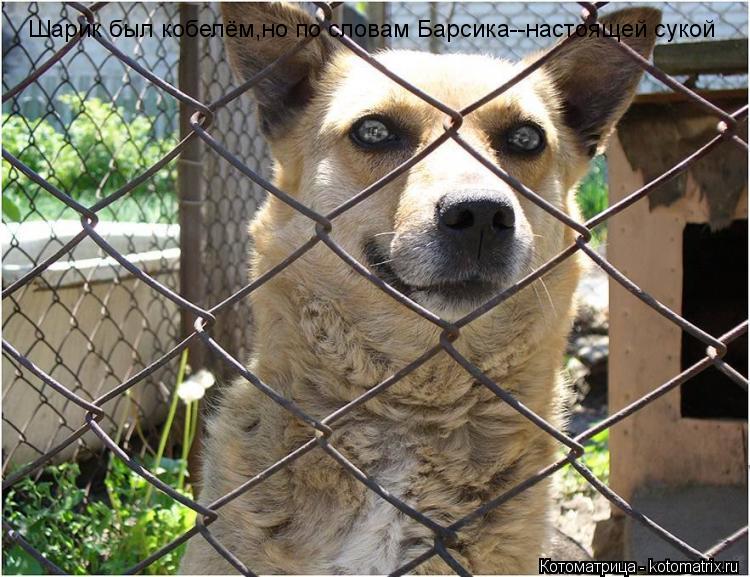 Шарик был кобелём,но по словам Барсика--настоящей сукой... Котоматрица: Шарик был кобелём,но по словам Барсика--настоящей сукой