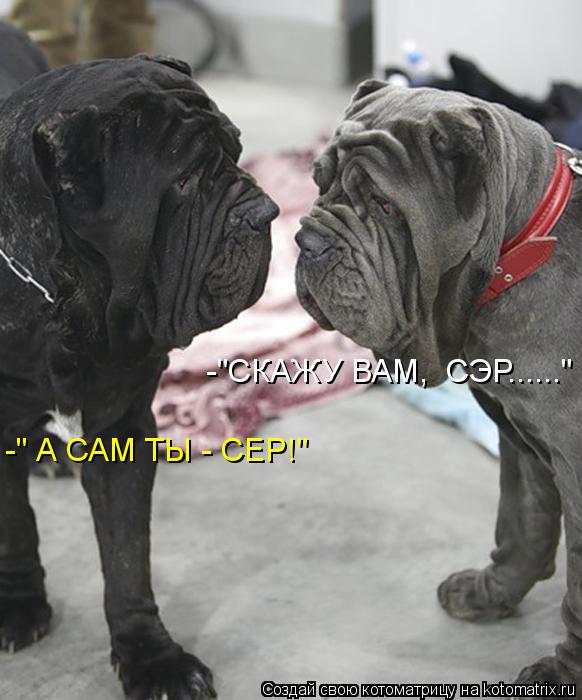 Котоматрица: -" А САМ ТЫ - СЕР!" -"СКАЖУ ВАМ,  СЭР......"