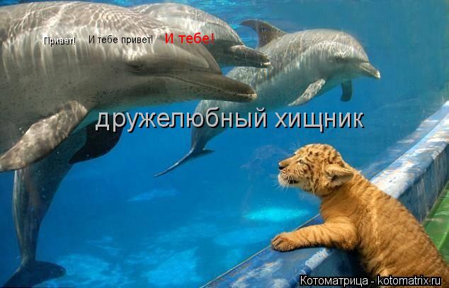 Котоматрица: Привет! И тебе привет! И тебе! дружелюбный хищник