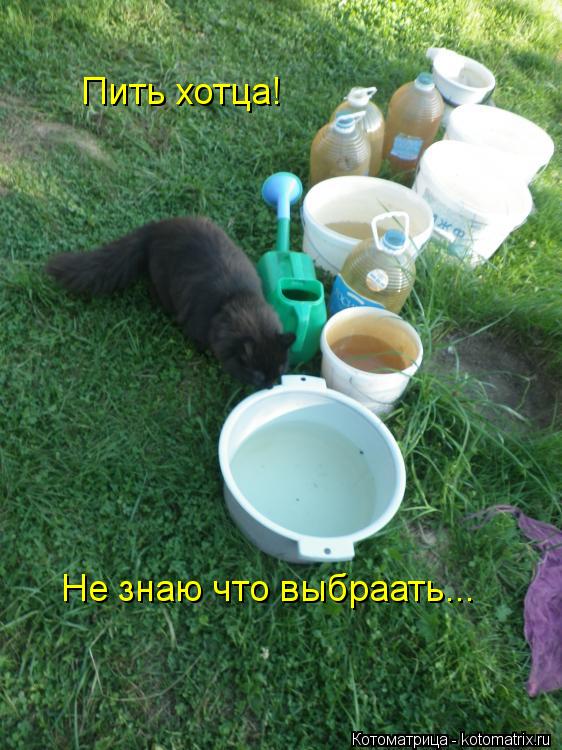 Котоматрица: Пить хотца! Не знаю что выбраать...