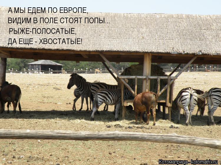 А МЫ ЕДЕМ ПО ЕВРОПЕ, ВИДИМ В ПОЛЕ СТОЯТ ПОПЫ... РЫЖЕ-ПОЛОСАТЫЕ, ДА ЕЩЕ - ХВОСТАТЫЕ!... Котоматрица: А МЫ ЕДЕМ ПО ЕВРОПЕ, ВИДИМ В ПОЛЕ СТОЯТ ПОПЫ... РЫЖЕ-ПОЛОСАТЫЕ, ДА ЕЩЕ - ХВОСТАТЫЕ!